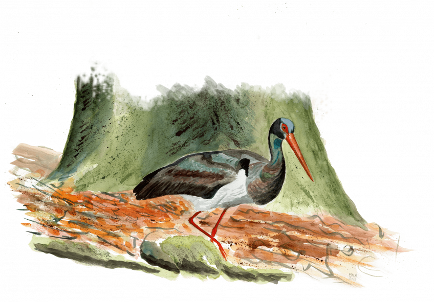 Face au donjon de la cigogne noire