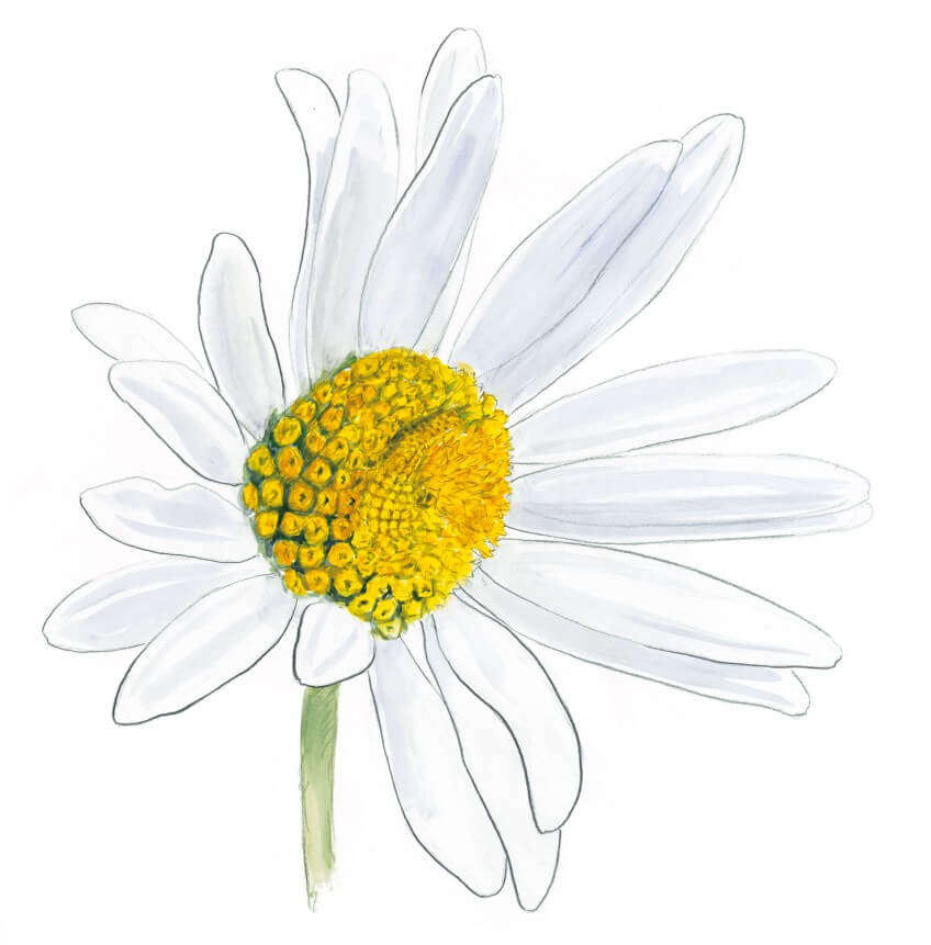 La fleur de marguerite est en réalité composée d'une multitude de petites fleurs ou fleurons : au centre, des fleurs tubulées jaunes. En périphérie, des fleurs dites ligulées possédant une grande languette blanche. Une observation attentive de celles-ci permet de déceler des plis marquant les limites des cinq pétales fusionnés qui la constituent. Les insectes et la marguerite dessin nature