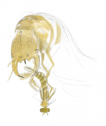 La larve du dytique s'attaque à toute créature qui passe à sa portée, comme ici une larve de libellule. Dessin larve dytique