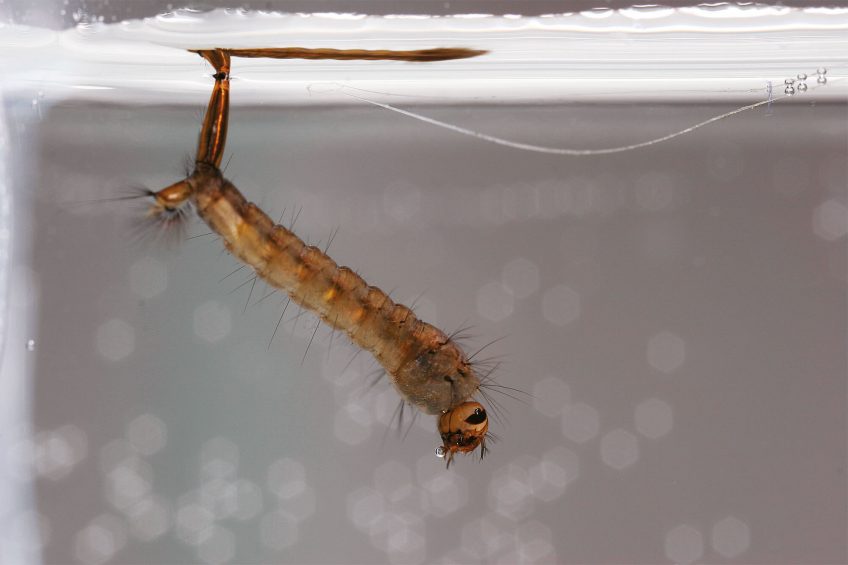 Photo de larve de moustique