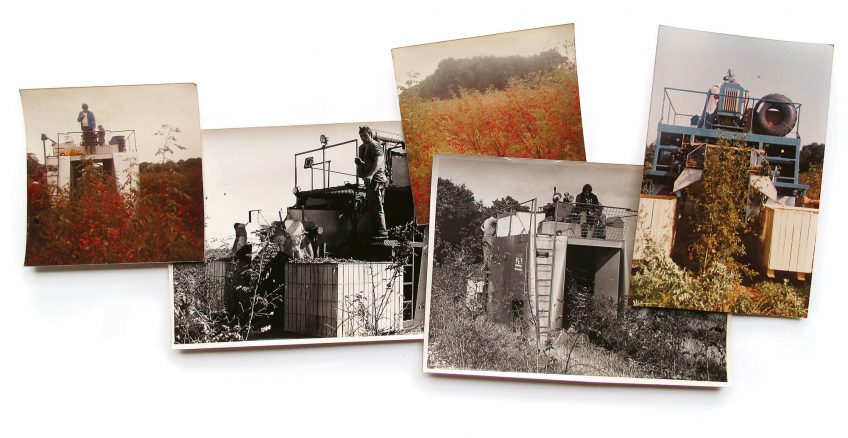 production industrielle de cynorrhodon