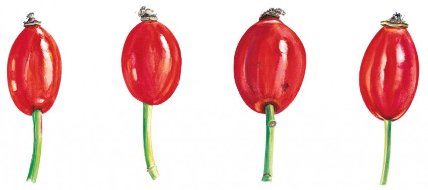 La mouche noirâtre au sommet du cynorrhodon correspond au point de rencontre des pétales et des sépales. Chez certaines espèces de roses, les sépales desséchés persistent longtemps.  Dessin cynorrhodon