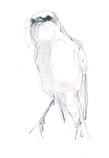 La pie-grièche écorcheur en dessin / © Benoît Perrotin