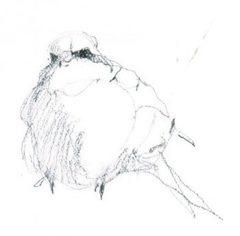 La pie-grièche écorcheur en dessin / © Benoît Perrotin