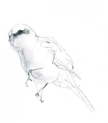 La pie-grièche écorcheur en dessin / © Benoît Perrotin