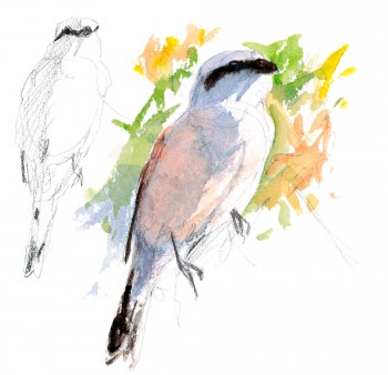 La pie-grièche écorcheur en dessins / © Benoît Perrotin