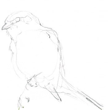 La pie-grièche écorcheur en dessins / © Benoît Perrotin