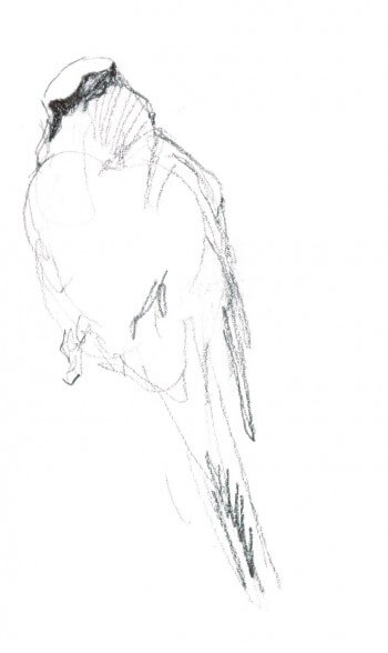 La pie-grièche écorcheur en dessins / © Benoît Perrotin