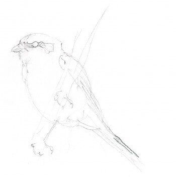 La pie-grièche écorcheur en dessins / © Benoît Perrotin