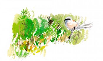 La pie-grièche écorcheur en dessins / © Benoît Perrotin