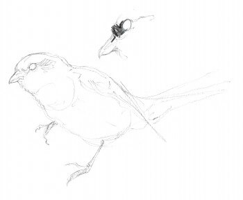 La pie-grièche écorcheur en dessins / © Benoît Perrotin