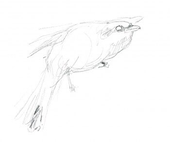 La pie-grièche écorcheur en dessins / © Benoît Perrotin