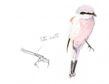 La pie-grièche écorcheur en dessins / © Benoît Perrotin