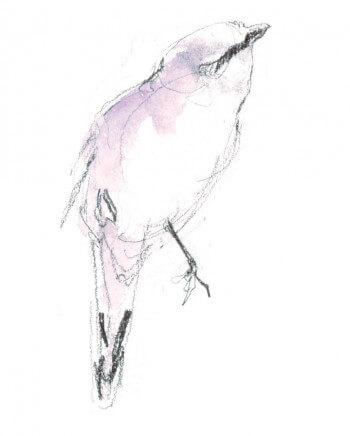 La pie-grièche écorcheur en dessins / © Benoît Perrotin