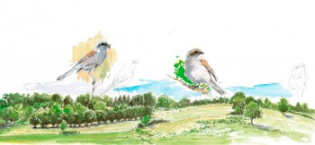 La pie-grièche écorcheur et son milieu / © Benoît Perrotin