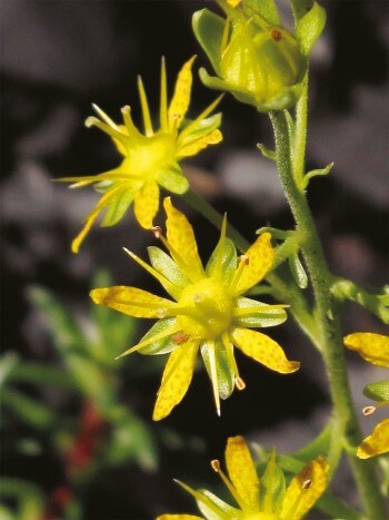 Photo de saxifrage faux aïzoon