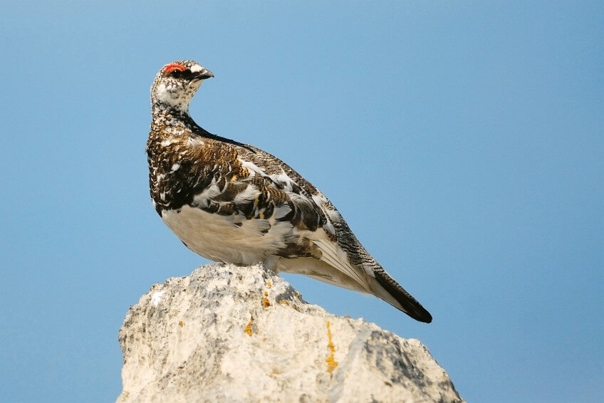 Photo lagopède alpin