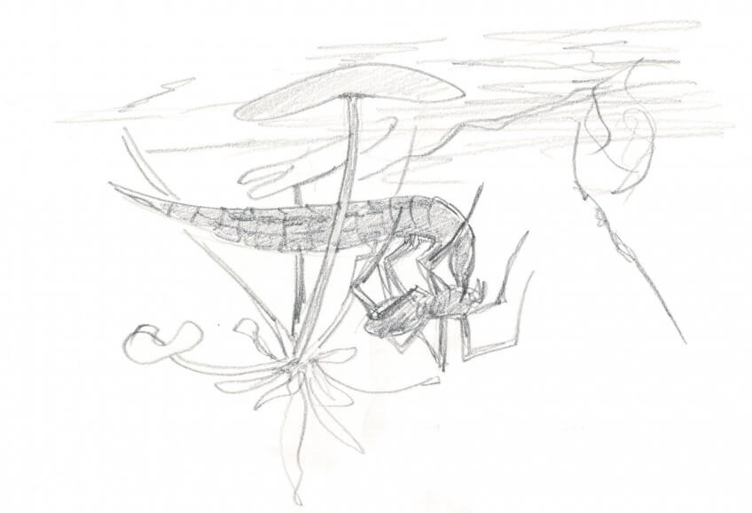 Larve de dytique en train de dévorer une araignée Dessin larve dytique