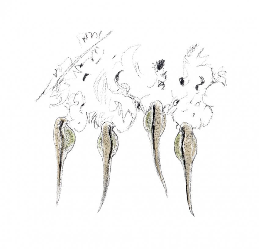 Larves de brochet Le brochet en 16 infos insolites