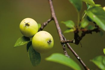 L'association Rétropomme, basée dans le canton de Neuchâtel, remet au goût du jour des variétés d'arbres fruitiers hautes tiges tombées dans l'oubli.