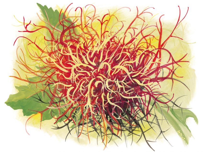 Dessin nature bédégar