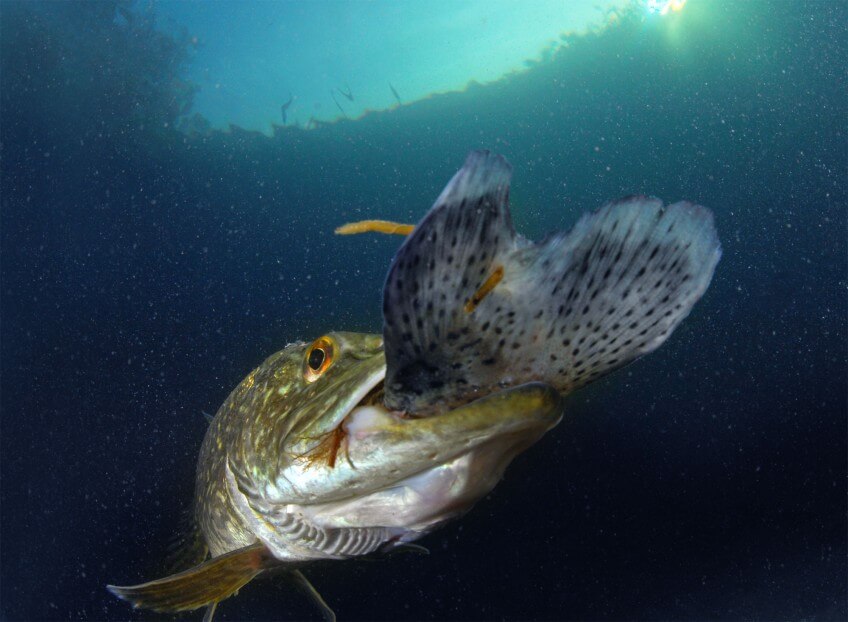 Le brochet avale ses proies en commençant par leur tête.  Le brochet en 16 infos insolites