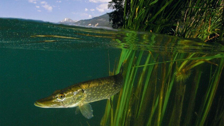 Le brochet commun est un poisson d'eaux calmes. Le brochet en 16 infos insolites