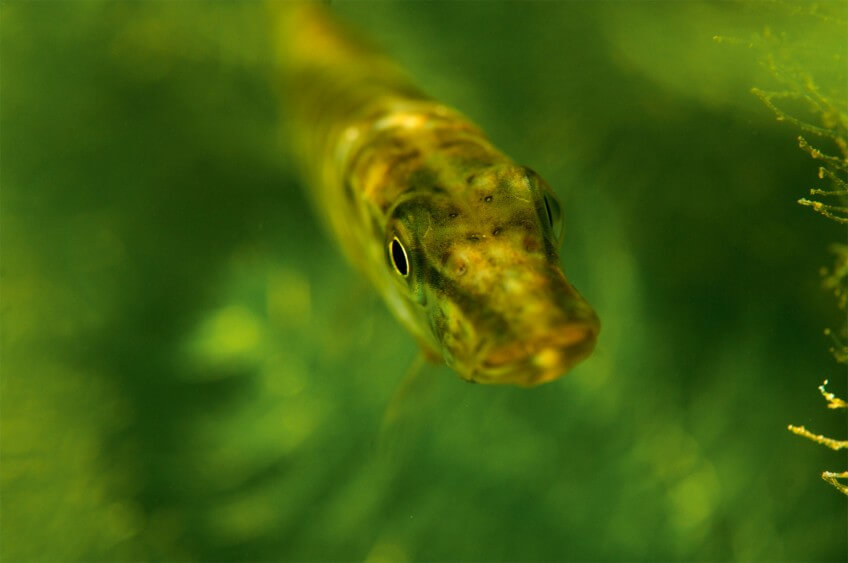 Le brochet en 16 infos insolites