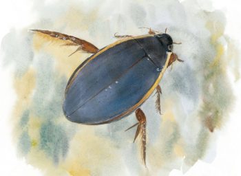 Le Cybister lateralimarginalis, un des plus gros et des plus beaux dytiques des eaux stagnantes.