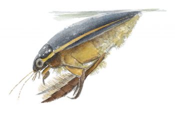 Le Cybister lateralimarginalis, un des plus gros et des plus beaux dytiques des eaux stagnantes. Le Cybister lateralimarginalis, un des plus gros et des plus beaux dytiques des eaux stagnantes.