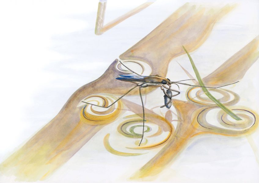 gerris dessin nature