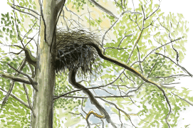 Le nid de la secrète cigogne noire est placé au coeur de la forêt où règne un calme absolu. / © Jean-Philippe Paul