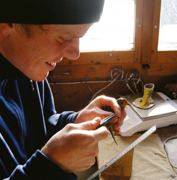 Photo d'un bagueur avec un rougegorge