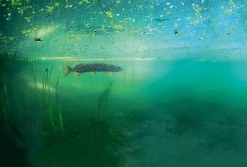 Le phosphore est essentiel à la croissance végétale. Mais lorsqu'il est en excès, il déséquilibre l'écosystème. Les algues se développent à démesure en augmentant la turbidité de l'eau. Leur décomposition par des bactéries provoque une diminution d'oxygène dans le lac. Poissons et autres organismes aquatiques souffrent et la biodiversité baisse. Le phosphore est essentiel à la croissance végétale. Mais lorsqu'il est en excès, il déséquilibre l'écosystème. Les algues se développent à démesure en augmentant la turbidité de l'eau. Leur décomposition par des bactéries provoque une diminution d'oxygène dans le lac. Poissons et autres organismes aquatiques souffrent et la biodiversité baisse.