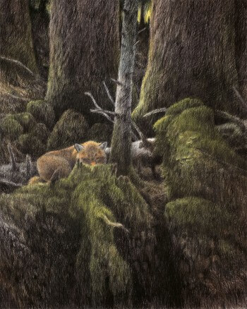Le renard Dessin nature renard