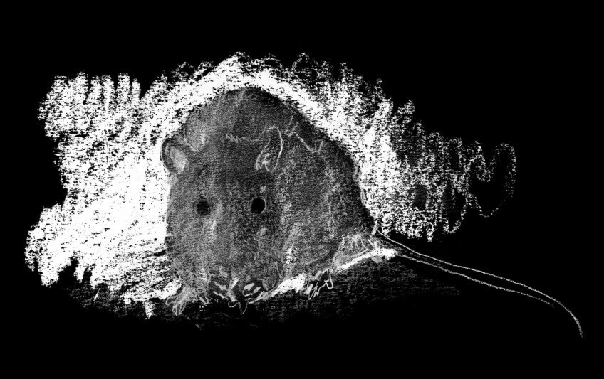 Le roi des rats trône au milieu du festin. La jeune fille et les rats surmulots