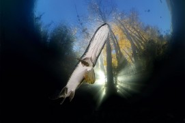 Le ventre du brochet est plus clair / © Michel Lonfat