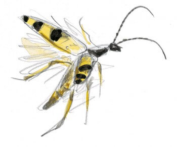 Lepture tachetée en vol Les insectes et la marguerite dessin nature