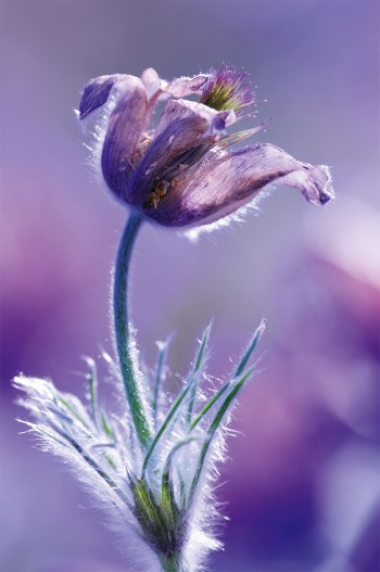 Les carpelles (organes femelles) de cette pulsatille sont en phase de devenir fruits. / © Samuel Delon