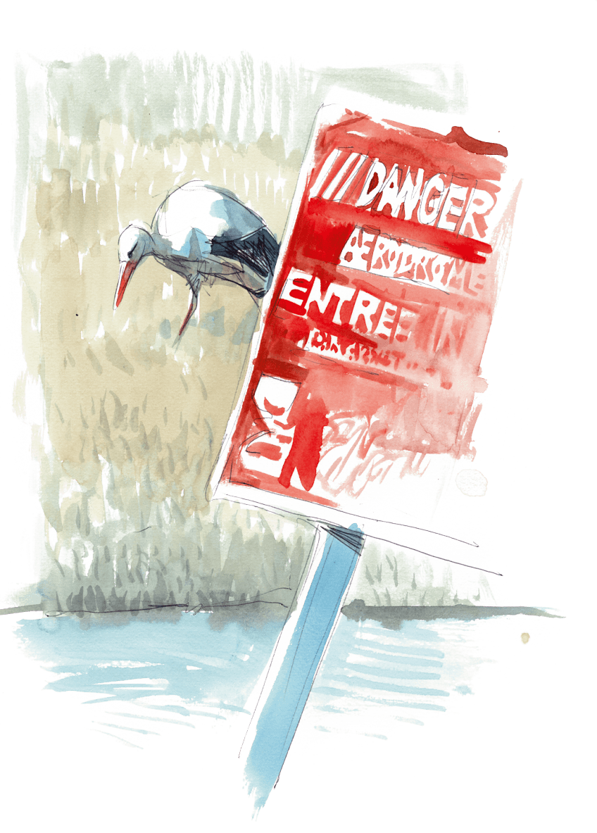 Des cigognes dans la ville de Besançon