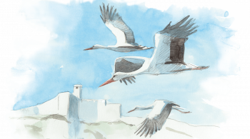 Les cigognes sont de retour à Besançon!