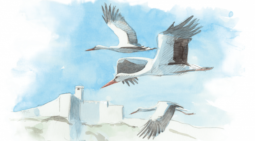 Des cigognes dans la ville de Besançon