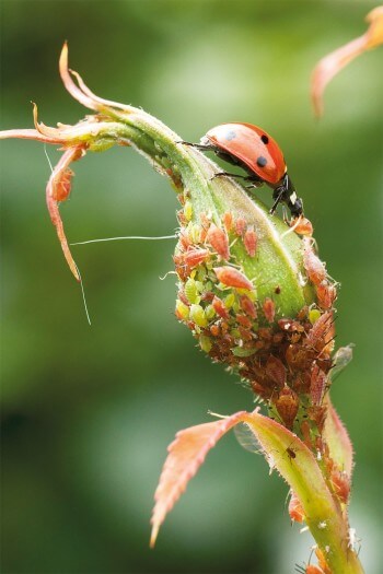 Les coccinelles sont de précieuses alliées pour limiter l'invasion de pucerons sur ses rosiers. Entretien rosier sauvage maladies
