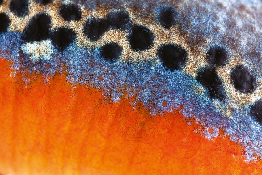 Photo peau de triton