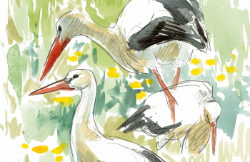 Les cygognes véhiculent de nombreuses légendes et autres dictons populaires. Les cygognes véhiculent de nombreuses légendes et autres dictons populaires.