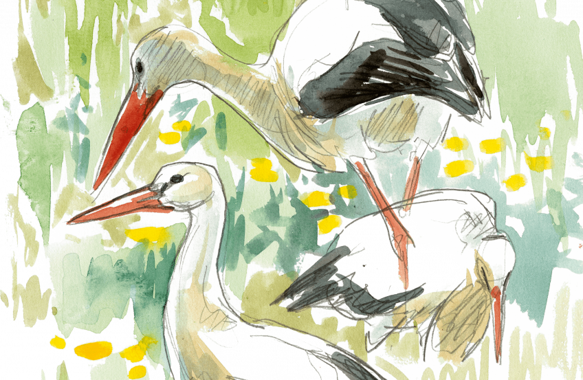 Histoires de cigognes