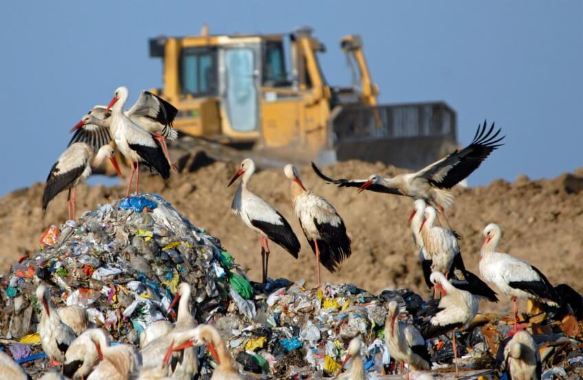 Les décharges sont prisées par les cigognes pour y passer l'hiver. Là-bas il y a de la nourriture à profusion, pourquoi donc aller plus loin vers le Sud? A quand un franc retour de la cigogne en Suisse romande ?