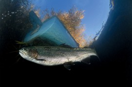 Les derniers instants d'une truite arc-en-ciel / © Michel Lonfat