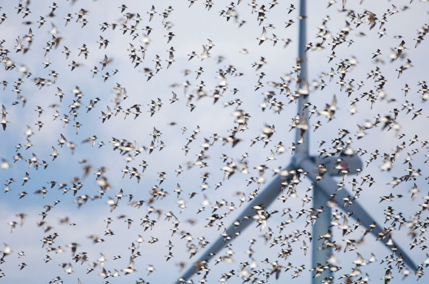 Les éoliennes provoquent un grand stress chez les oiseaux migrateurs. Photo de nuage d'oiseaux vers une éolienne