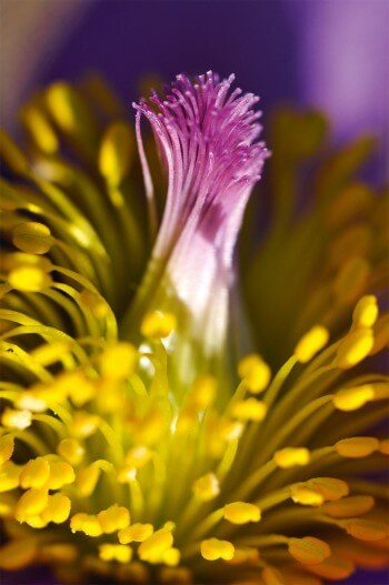 Les étamines jaunes de la pulsatille entourent les carpelles femelles regroupés. / © Samuel Delon